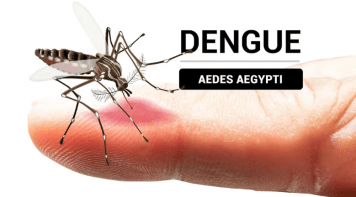 Cómo identificar al mosquito del dengue y en qué momento del día pica más