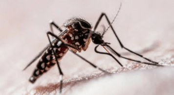 Brote histórico de dengue: en qué zonas de Argentina la epidemia golpea más fuerte