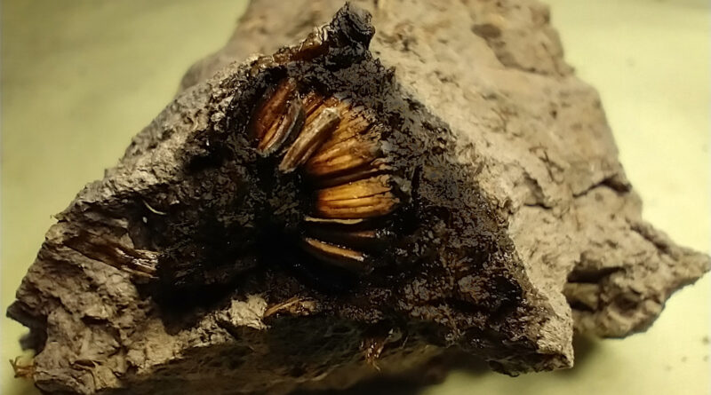 Nuevo descubrimiento: hallan una flor de 1.000 años