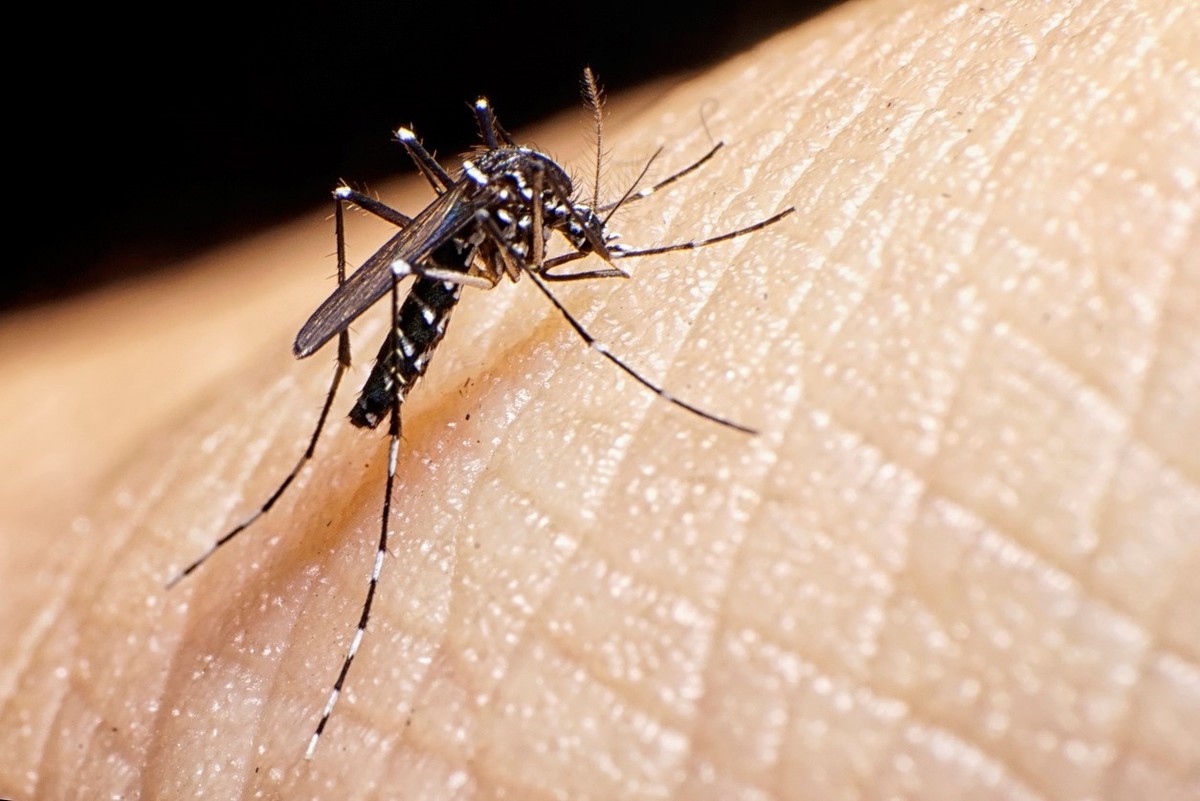 ¿Están bajando los casos de dengue en Argentina? Qué dicen los expertos