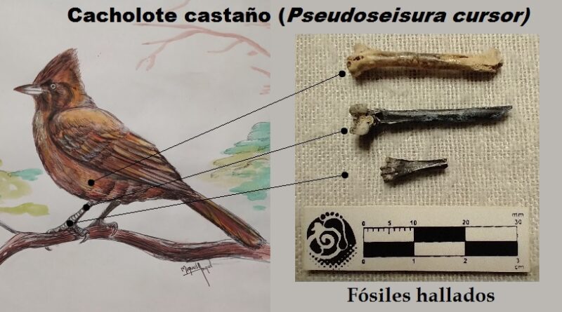 San Pedro: hallan fragmentos de un ave fósil, pariente cercano de los horneros, en sedimentos de unos 500.000 años