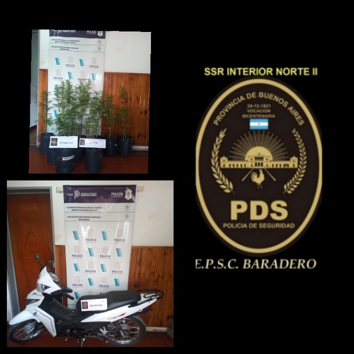 En un allanamiento recuperan moto robada y secuestran plantas de marihuana