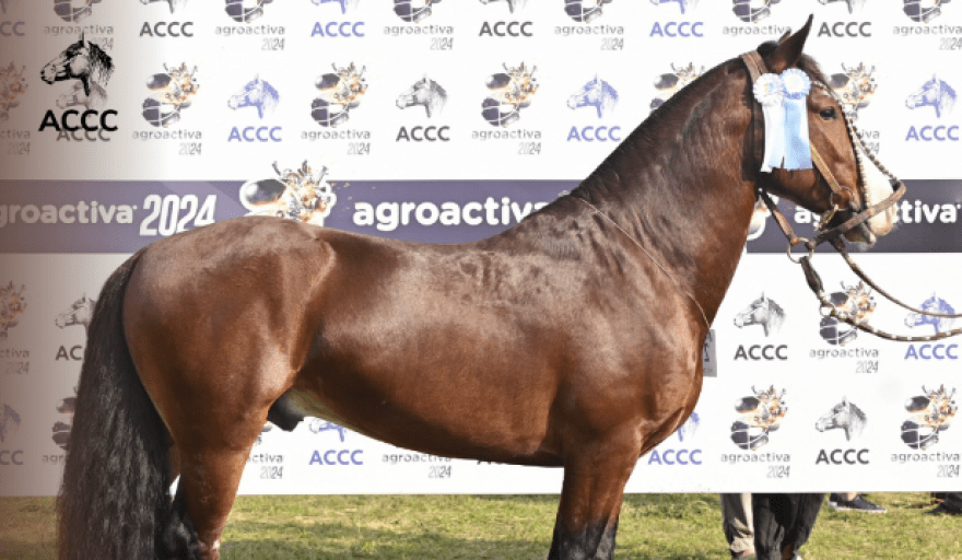 El caballo criollo recibirá la denominación “Marca País”
