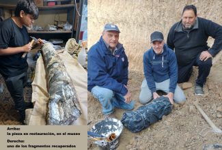 RECUPERAN UNA DEFENSA DE MASTODONTE A 4 KM DE SAN PEDRO