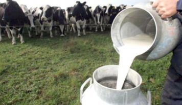 Cadena del sector lácteo-vacuno: Análisis del primer semestre de 2024