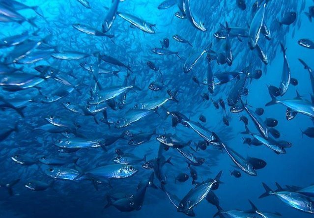 Contaminación acuática: los peces consumen nuestros medicamentos
