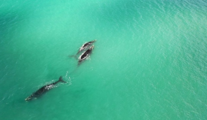 Unas 40 ballenas ofrecieron un espectáculo frente a las costas de Mar del Plata