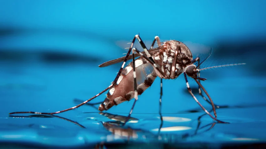 El dengue y la necesidad de actuar antes de que la situación se agrave.