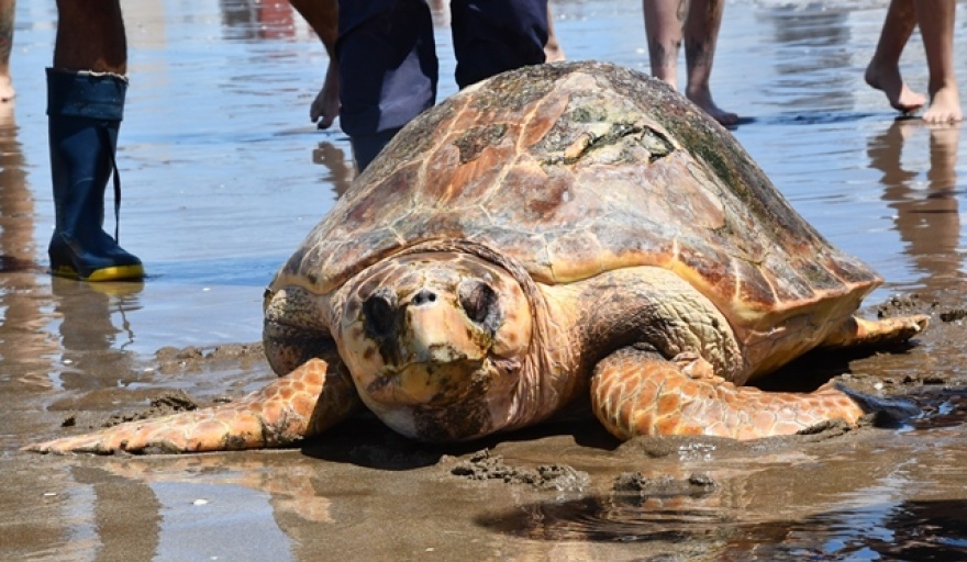 Tras su rehabilitación, regresan al mar a una tortuga cabezona de 130 kilos