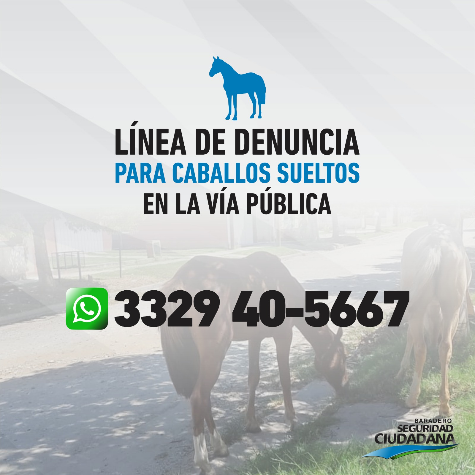 El municipio informa la línea para denunciar caballos sueltos en la vía pública,