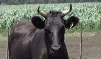 Cría de Wagyu argentino: De Tandil a las mesas de Madrid
