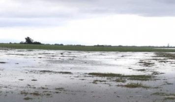 Eximen del Impuesto Inmobiliario Rural a productores de seis distritos bonaerenses.
