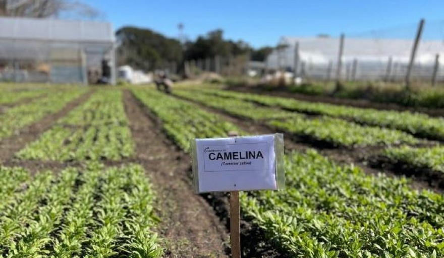 Estudio Agronomía UBA