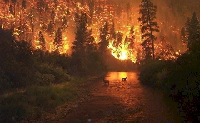 Incendios en la Patagonia: la devastación de las llamas y la ausencia del Estado Nacional