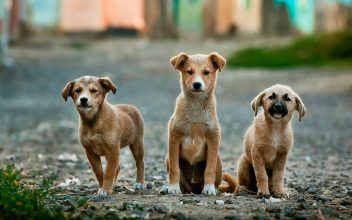 La necesidad del cuidado animal en Baradero