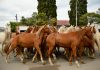 ¿Caballos con licencia para trotar o el municipio anda a la deriva?»