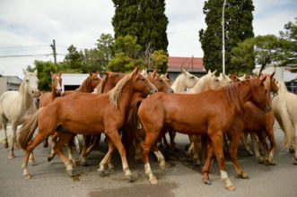 ¿Caballos con licencia para trotar o el municipio anda a la deriva?»