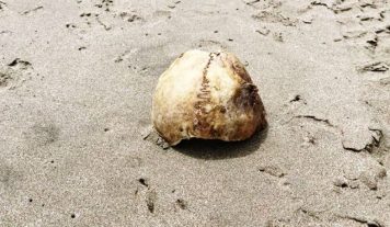Nuevo hallazgo en Ostende: apareció un cráneo humano en la playa