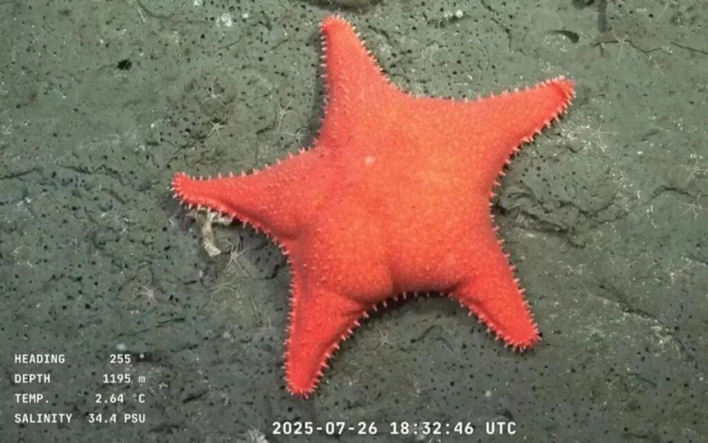 La expedición del CONICET halló más de 40 especies nuevas