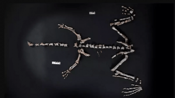 La Rioja: encontraron restos fósiles de un dinosaurio que vivió hace más de 230 millones de años