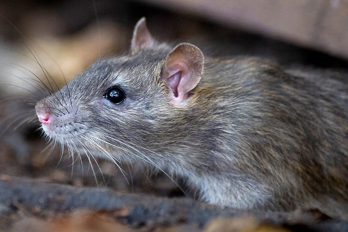 Hantavirus: murió un adolescente de 14 años y ya suman 23 los casos fatales