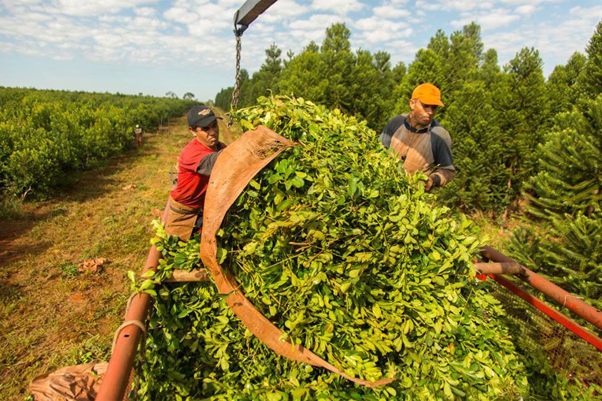 Éxodo laboral de Misiones a Brasil: “Esto es el ADN de La Libertad Avanza”
