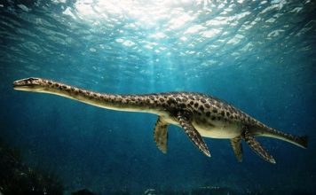 Hallan en la Patagonia el cráneo completo de un plesiosaurio de 66 millones de años