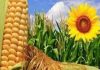 Las expo agro-industriales alcanzaron los 53 Millones de Tn, entre enero y mayo de 2026