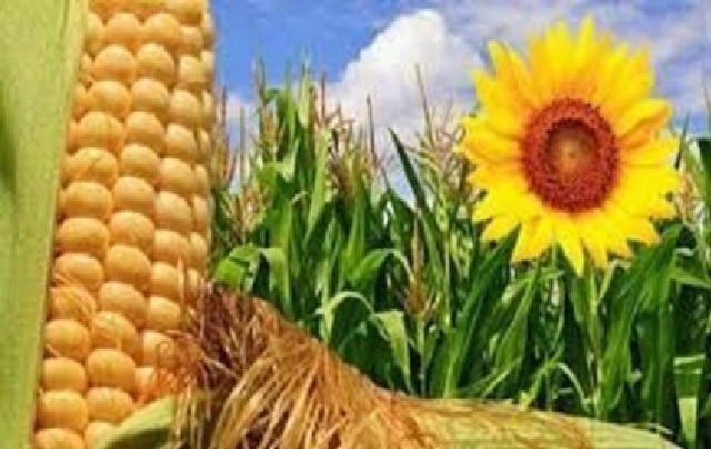 Las expo agro-industriales alcanzaron los 53 Millones de Tn, entre enero y mayo de 2026