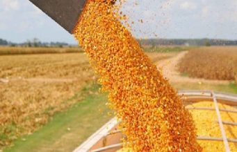 Récord de embarques de maíz: las exportaciones superan a Brasil en un julio atípico