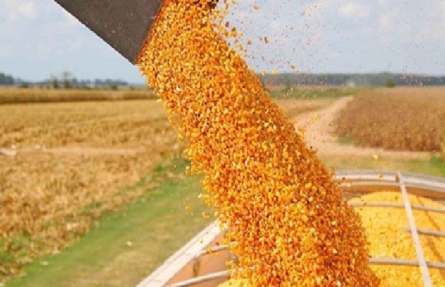 Récord de embarques de maíz: las exportaciones superan a Brasil en un julio atípico