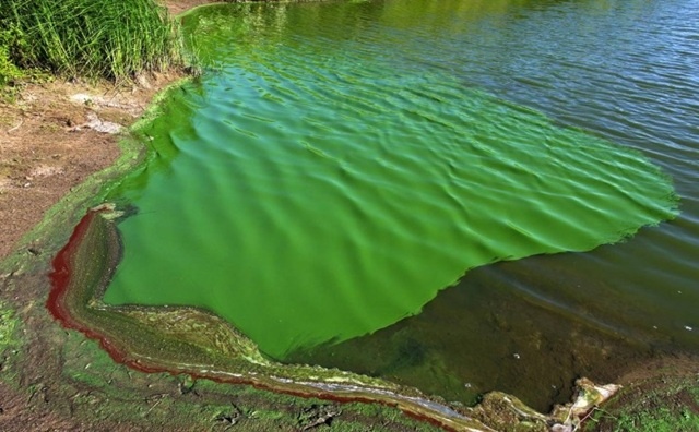 Cianobacterias: alerta naranja en 17 municipios de la provincia de Buenos Aires