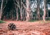 El INTA desarrolla planes para integrar la producción al bosque nativo