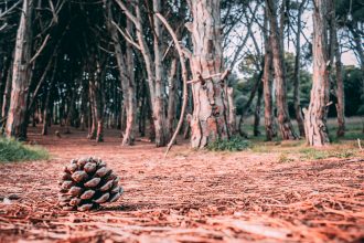 El INTA desarrolla planes para integrar la producción al bosque nativo